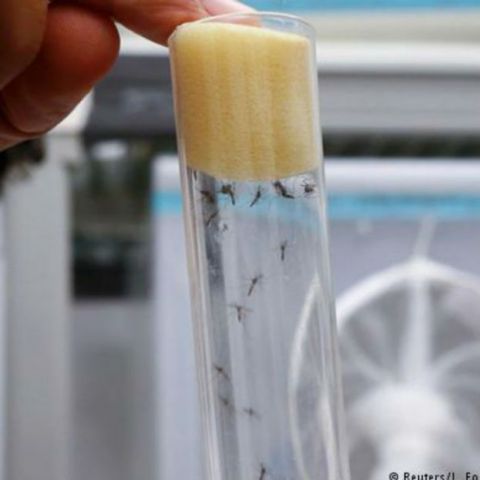 Texas crea prueba rápida para detectar zika