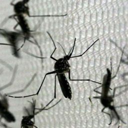 Hallan mosquitos transmisores del zika en Chile