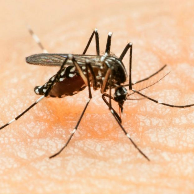 México comparte estrategias por Zika