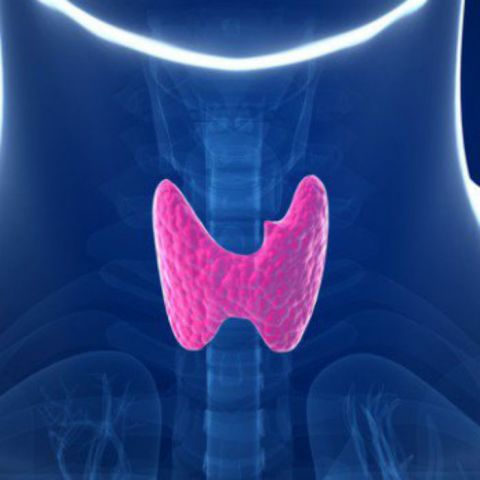 Tiroides: la glándula que regula el cuerpo