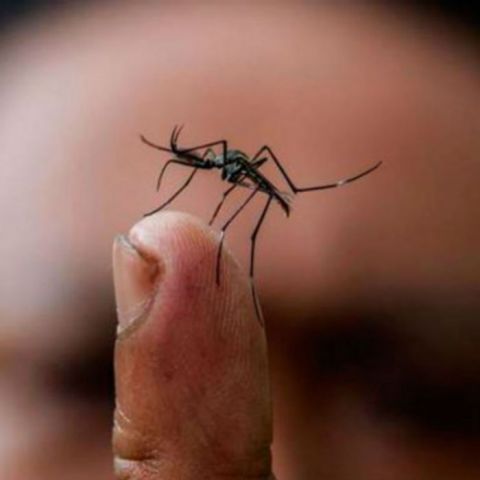 OMS espera 4 mdd para combatir zika