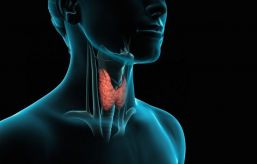 Entendamos la tiroides