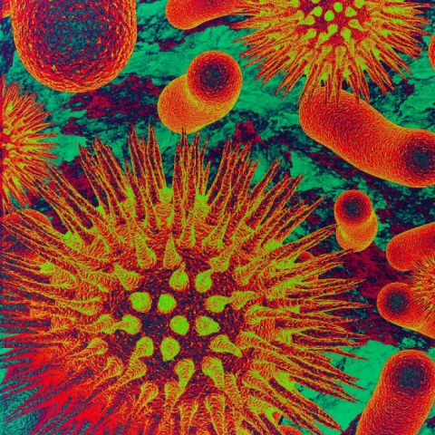 Microbios: conócelos y prevén enfermedades