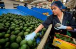 Aguacate y cebolla impactan la inflación