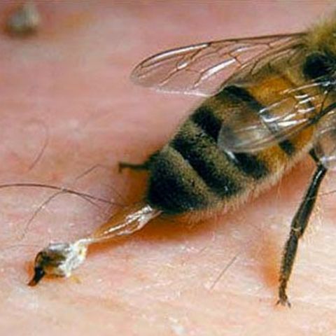 Veneno de abeja vs el VIH