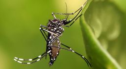 En temporada de lluvias protege a tu familia de los mosquitos
