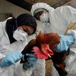 Descubren origen de gripe aviar
