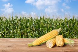 Lanzan iniciativa para asegurar producción de maíz
