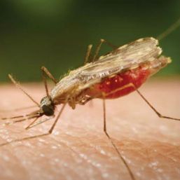 Disminuyen casos de Paludismo en México