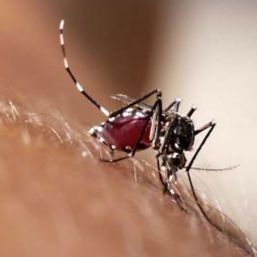 Medicina Maya contra chikungunya y zika
