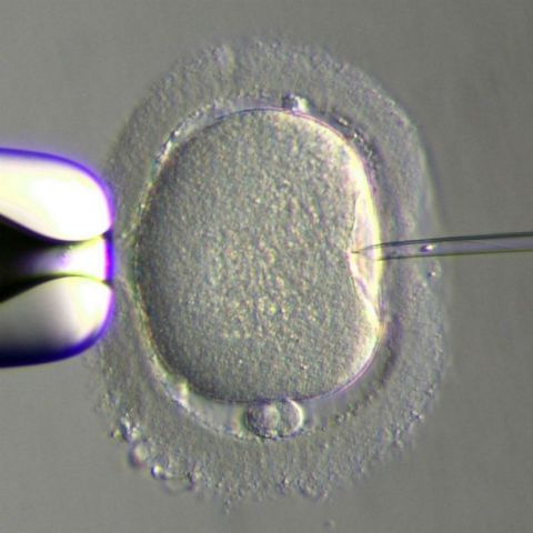 Dan avances para fertilización in vitro
