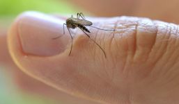 Arranca la 2ª. Jornada Nacional de Lucha contra el Zika, el Dengue y la Chikungunya