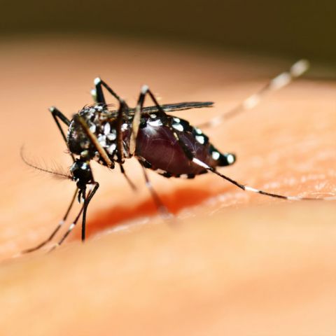 Dengue: ¿qué es la fiebre rompehuesos?