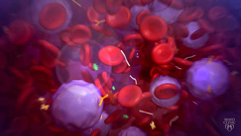 Encuentran proteína sanguínea que predice la enfermedad renal
