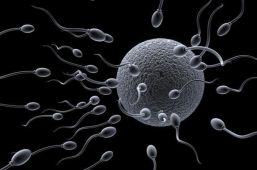Donación de óvulos y esperma, esperanza de vida