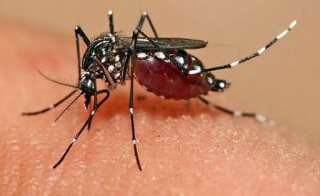 Fármaco antiviral muestra resultados efectivos contra zika