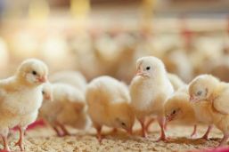 Autorizan comercialización de vacuna para pollos