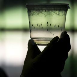 Zika podría llegar a Europa
