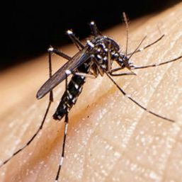 Destinan 85 mdd en lucha contra el Zika