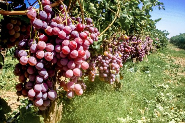 Acuerdan certificar plantaciones de uva
