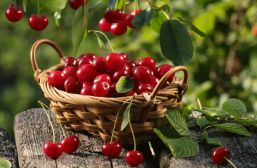 Tips saludables con cerezas de verano