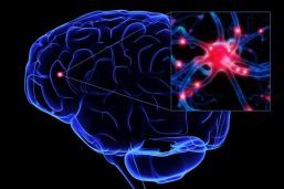 Impulsan el estudio de neurociencias