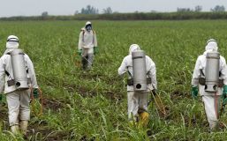 Condicionan a Bayer y Monsanto