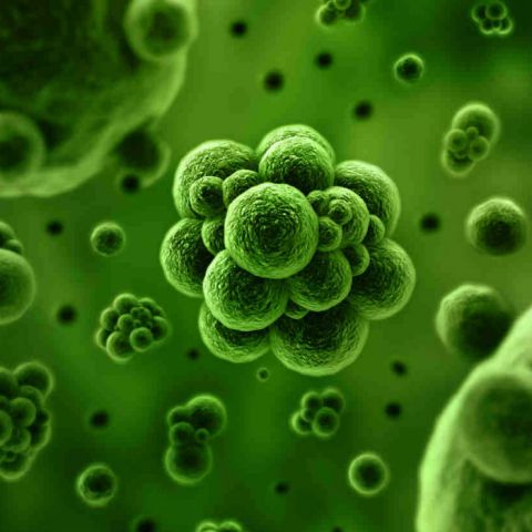 Microbios: ¿quiénes habitan tu organismo?