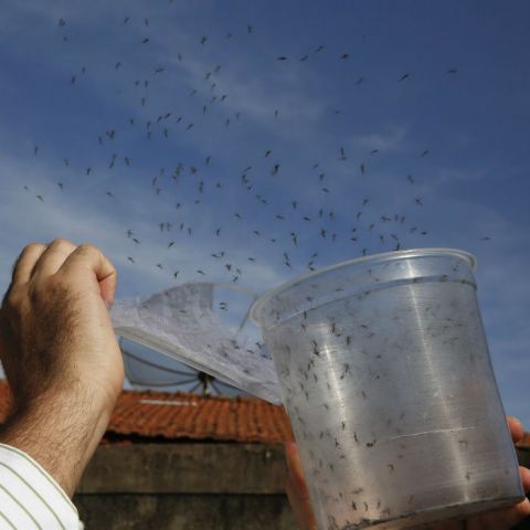 Científicos alistan estudio sobre el zika