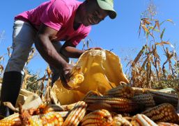 Syngenta invierte en apoyo a productores de maíz