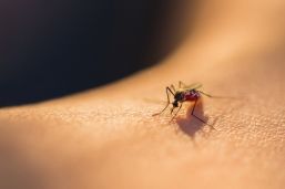 Mosquitos, ¿las picadoras deben preocuparnos?