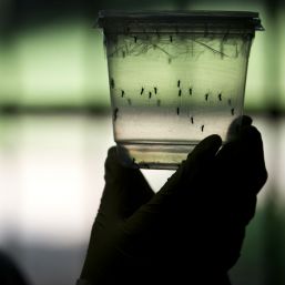SSa refuerza acciones contra el zika