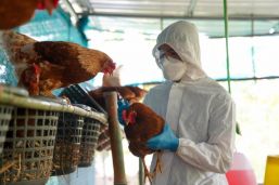 Primer caso humano de influenza aviar A (H5N2)