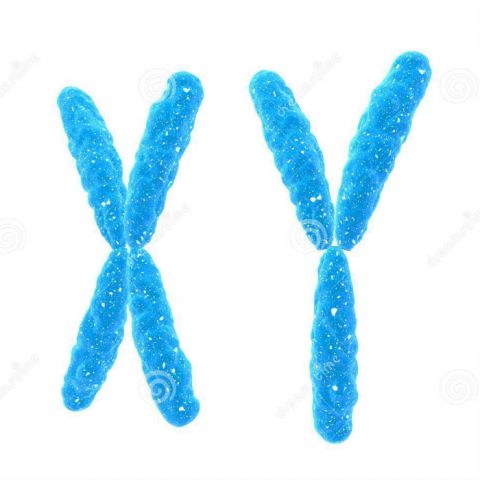 El degenerado cromosoma Y