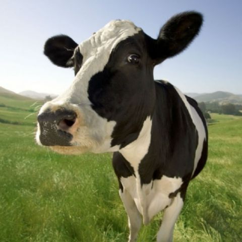 Confirman caso de vaca loca en Francia